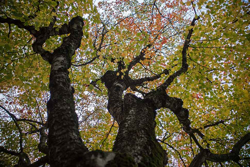 Illustration for article titled 48 Photos Of Autumn Around The World